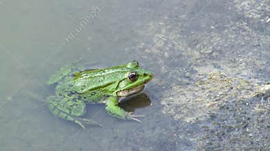 Frog in water.