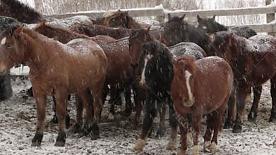 Herd of Horses under snow at the farm at cold winter