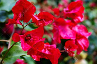 Flowers & Gardens