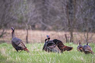 Wild tom turkey