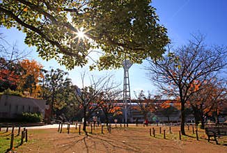 Autumn Leaves in Yokohama, Japan.
