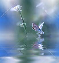 Blue Magic butterfly over water and wildflowers.Amazing Beautiful Nature Background.Colorful Blue Wallpaper.Colors,art,spa.Flowers