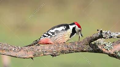 Middle spotted woodpecker perched
