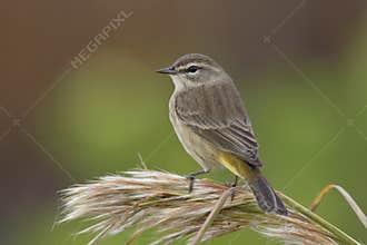 Palm Warbler in fall plumage - Florida