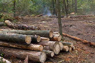 Pine stump, result of tree felling. Total deforestation, cut forest