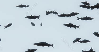 4k a group of black fish swimming,3d cartoon,animal silhouette.