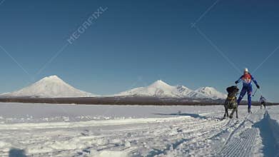 Skijoring on background of Kamchatka volcanoes