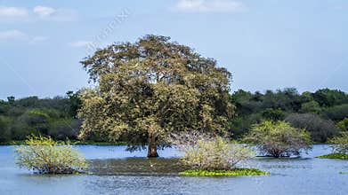 Thabbowa sanctuary, Puttalam, Sri Lanka