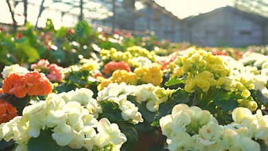 Close up of many flowers in gardenhouse 4K