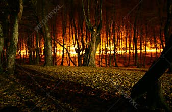 Forest fire