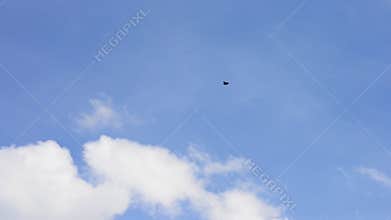 Bird soaring against blue sky and white clouds