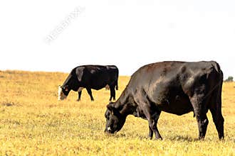 Black cattle grazing