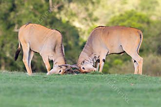 Bull Common Eland Rutting