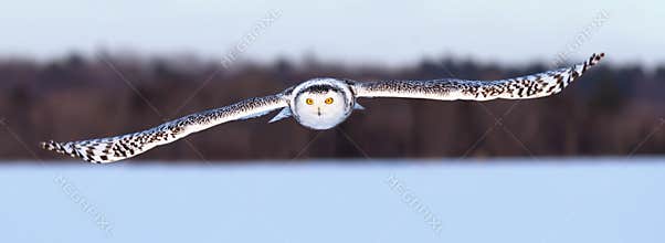 A Snowy owl hunting over a snow covered field in Canada