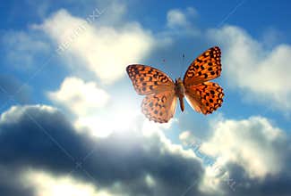 Butterfly