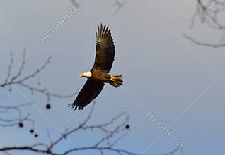 Soaring American Bald Eagle