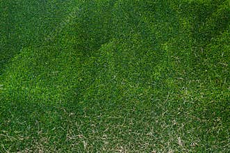 Artificial green grass and dry grass