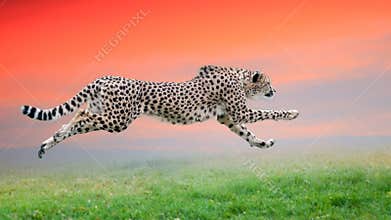 Cheetah run
