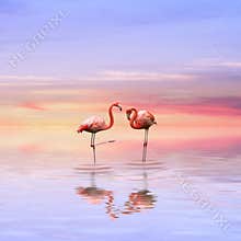 Flamingos love