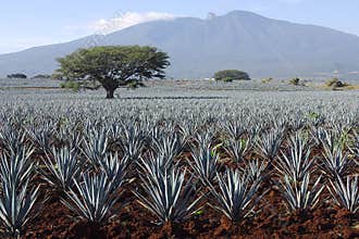 Agave plants