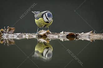 Blue tit