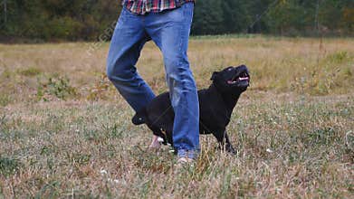 Man who trains the dog breed Staffordshire Bull Terrier