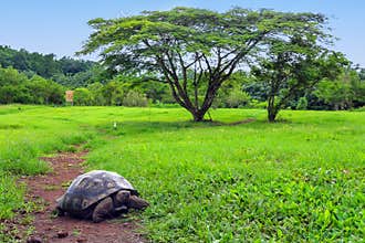Galapagos giant tortoise on Santa Cruz Island in Galapagos National Park, Ecuador