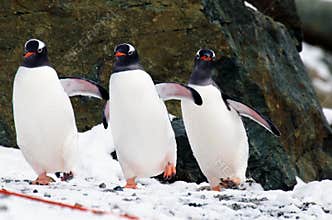 Gentoo Penguins