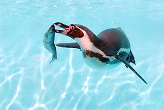 Humboldt penguin and fish