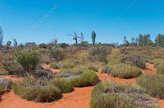 Red Center Brush and Trees