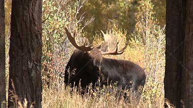 Bull Moose in the Fall Rut