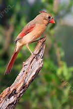 Pretty collared cardinal