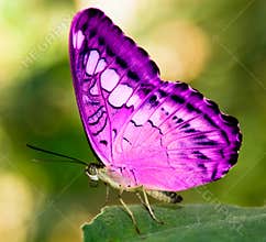 Pink butterfly