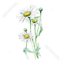 Watercolor Chamomile bouquet