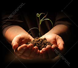 Hands Holding Seedling