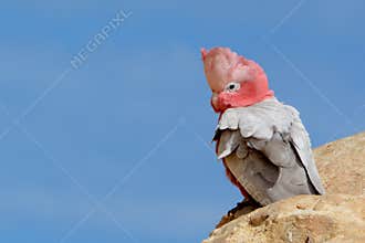 Australian Galah bird with pink head and plume