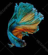 betta fish