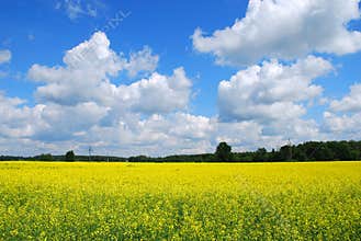 Canola field nature background