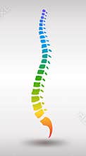 Human spine. Rainbow gradient colored backbone