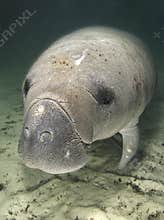 Manatee Portrait Above