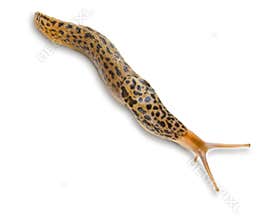Leopard Slug