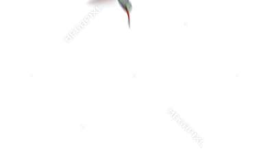 Humming bird, four 3d animations
