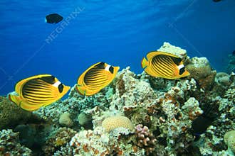 Red Sea Raccoon Butterflyfish