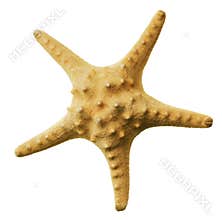 Starfish