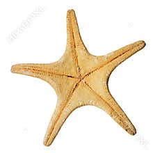 Starfish