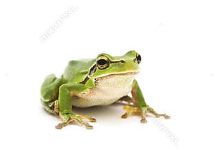 Tree frog