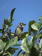 Lone Copper-Smith Barbet