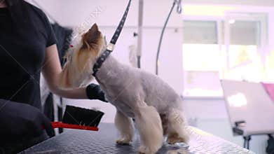 Grooming Dog. Cute Yorkshire Terrier With Haircut At Salon