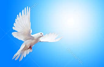 Soaring dove