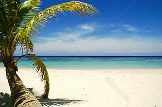 Palm tree on tropical beach